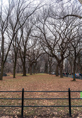 Fototapeta premium New york city in the winter