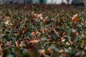 New york city in the winter