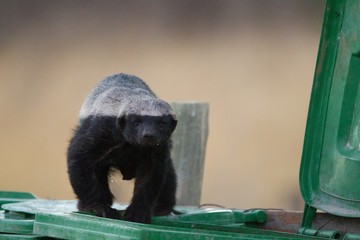 Honey badger