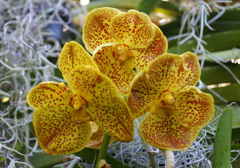 Beautiful cluster of yellow Vanda orchids