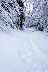 Fototapeta na wymiar white full snow forest ski road way into trees forest nature 