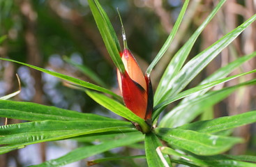 Tiny red buds of Freycinetia, a screwpine plant family from Philippines