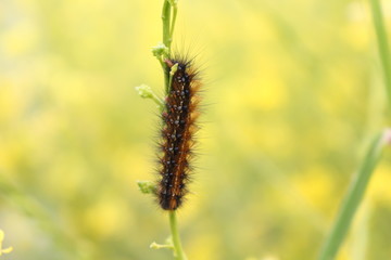 caterpillar on leaf