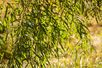 Weeping willow tree leaves  