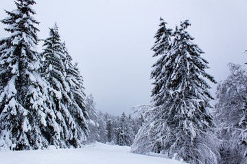 winter wonderland snow covered fir trees alps europe mountain minimal nature background