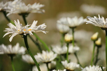 white wild flowers in the field