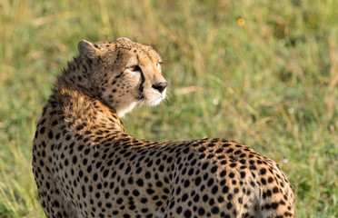 Female Cheetah on an early morning hunt