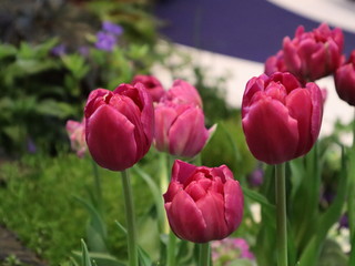 Pink tulip flowers selective focus