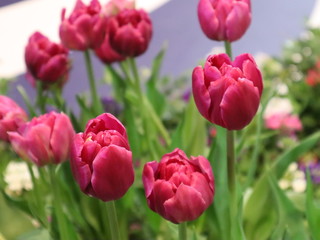 Pink tulip flowers selective focus
