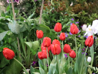 Red tulips flower selective focus