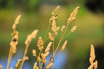 yellow wild flowers in the nature