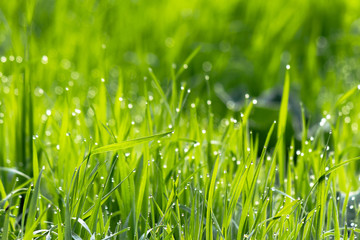 dew drops on the green grass. wonderful close up of nature background in the morning. freshness concept
