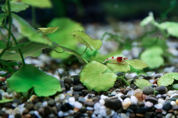 decorative aquarium shrimp close up