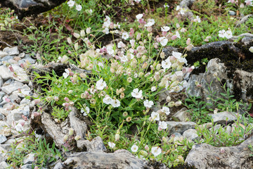 White Flowers