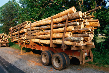 Trailer stacked with logs