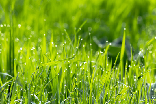 dew drops on the green grass. wonderful close up of nature background in the morning. freshness concept