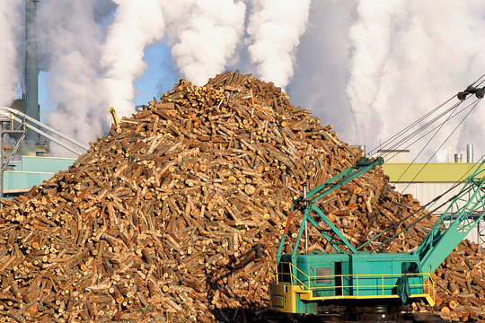 Pile of logs at paper mill