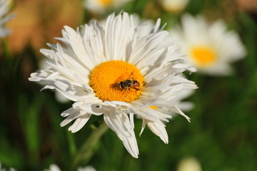 white wild flowers in the field
