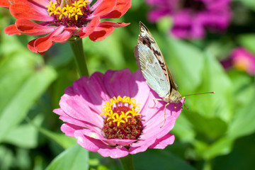 Macro shot of a butterfly on a summer flower