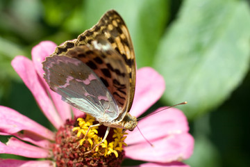 Macro shot of a butterfly on a summer flower