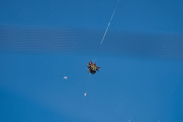 Gasteracantha cancriformis Stachelspinne rot weiß sitzt im Netz in Florida