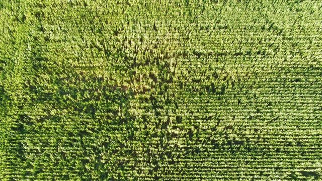 Drone footage of large green farm field near Castro de Castromaior in Lugo, Spain on a partly cloudy day with camera panning up to reveal the ancient ruins and beautiful countryside horizon