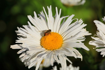 white wild flowers in the field