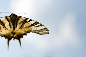 Macro shot of a butterfly on the summer sky