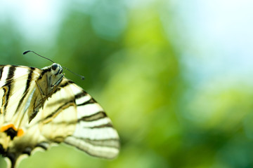 Macro shot of a butterfly on a blurry background