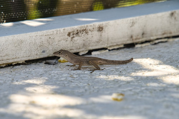 Anolis Echse Gecko auf weißem Untergrund in Nahaufnahme
