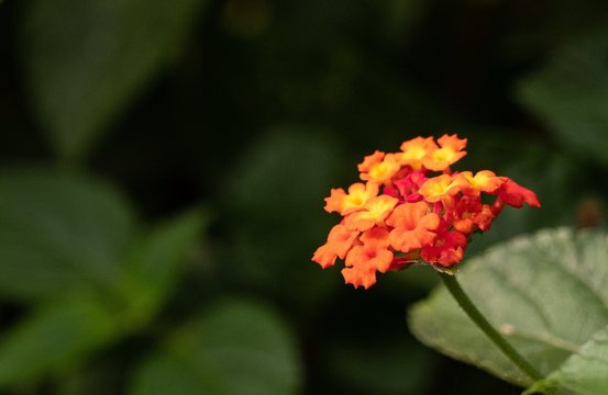 Closeup Of An Orange West Indian Lantana Surrounded By Greenery With A Blurry Background