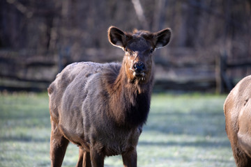 Great Smoky Mountains National Park