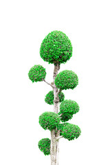 bonsai tree on white background