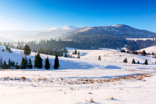 mountainous countryside in wintertime. snow covered rural fields on rolling hills with spruce forest. sunny and frosty afternoon.