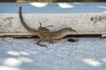 Anolis Echse Gecko auf weißem Untergrund in Nahaufnahme