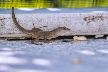 Anolis Echse Gecko auf weißem Untergrund in Nahaufnahme