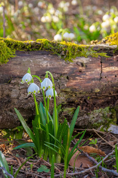 snowflake bloom in the forest. spring scenery with first flowers. sunny weather. moss covered fallen tree in the background