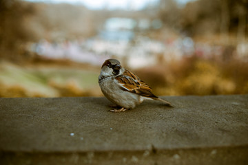 Small Bird on Ledge in NYC 