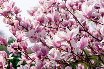 pink blossom of magnolia tree. big flowering on the twigs in sunlight. spring season in the garden. bright ornamental background