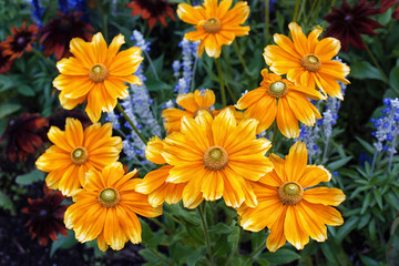 Bouquet of yellow gaillardia with flowers head on front view