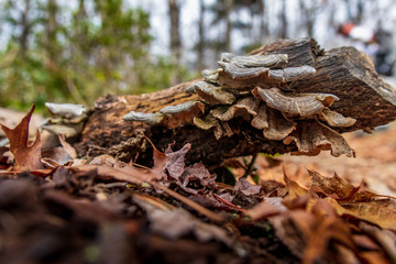 Turkeytail lichen on treestump in the forest