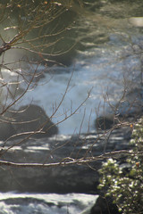 Branches in Front of the Water