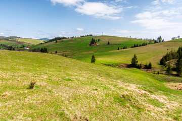 rolling hills of carpathian countryside in spring. beautiful rural landscape of ukraine. green grassy meadows and fluffy clouds on the blue sky