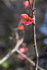Pink flower on branch