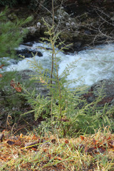 Pine Tree Starting Out