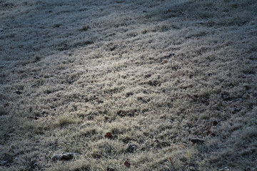 Sunlit Frost