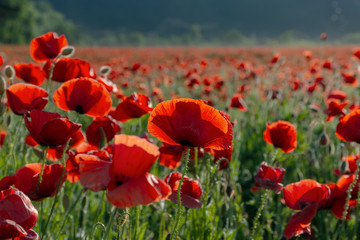 blooming field of red poppy flowers at sunset. abstract nature blur. nature scenery with blurred background in evening light