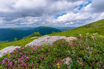 blooming wild herbs on the grassy hill. beautiful nature scenery of alpine meadows in carpathian mountains. summer weather with clouds on the blue sky