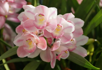Fototapeta na wymiar Beautiful cluster of light pink cymbidium orchid flowers