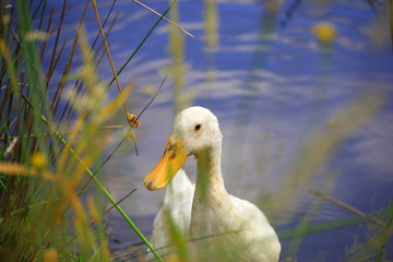 duck in the nature